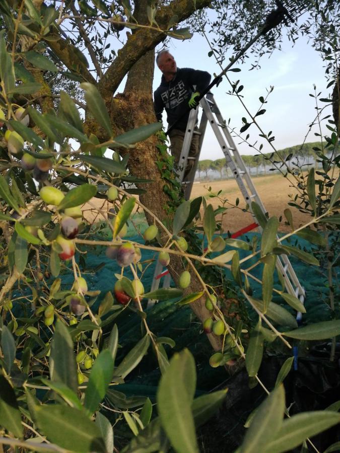 Il Podere Di Sole Roccastrada Extérieur photo